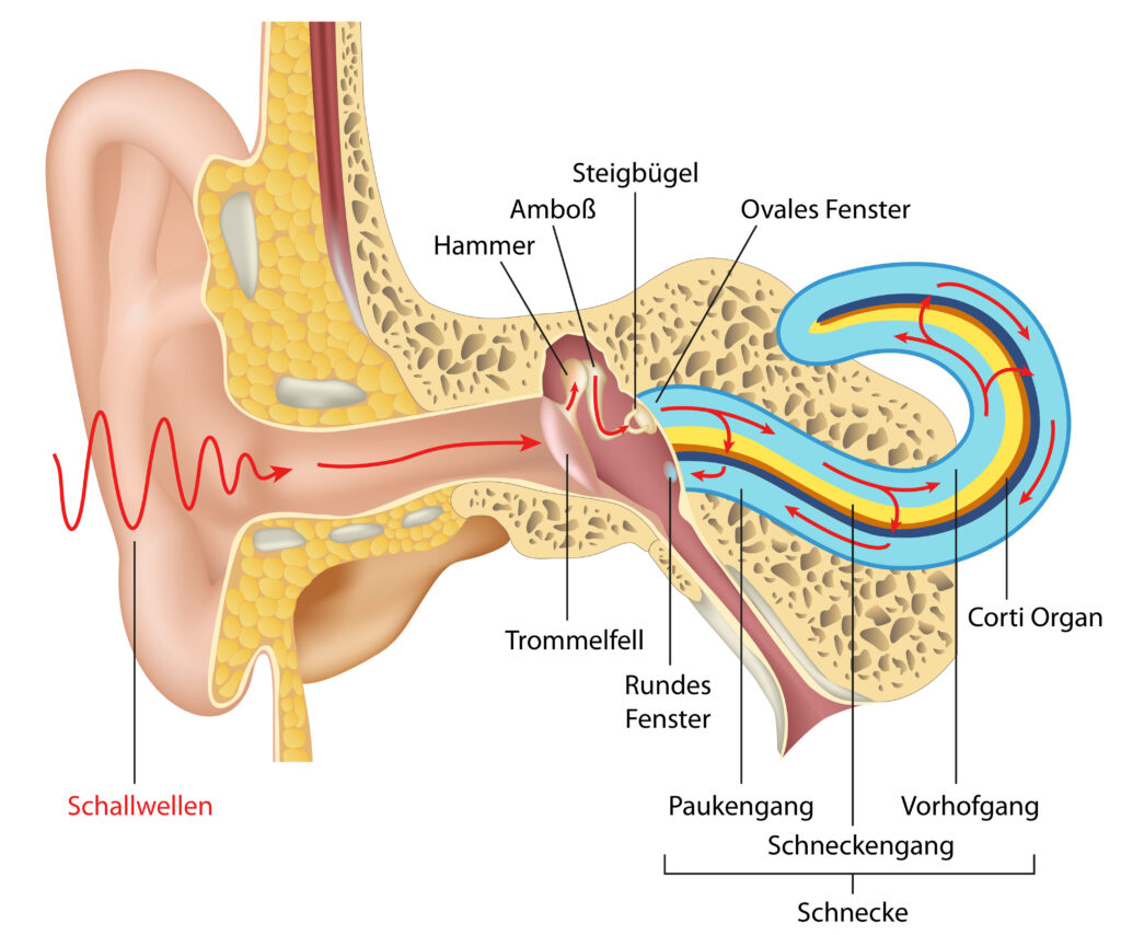 Anatomie MRTOhr