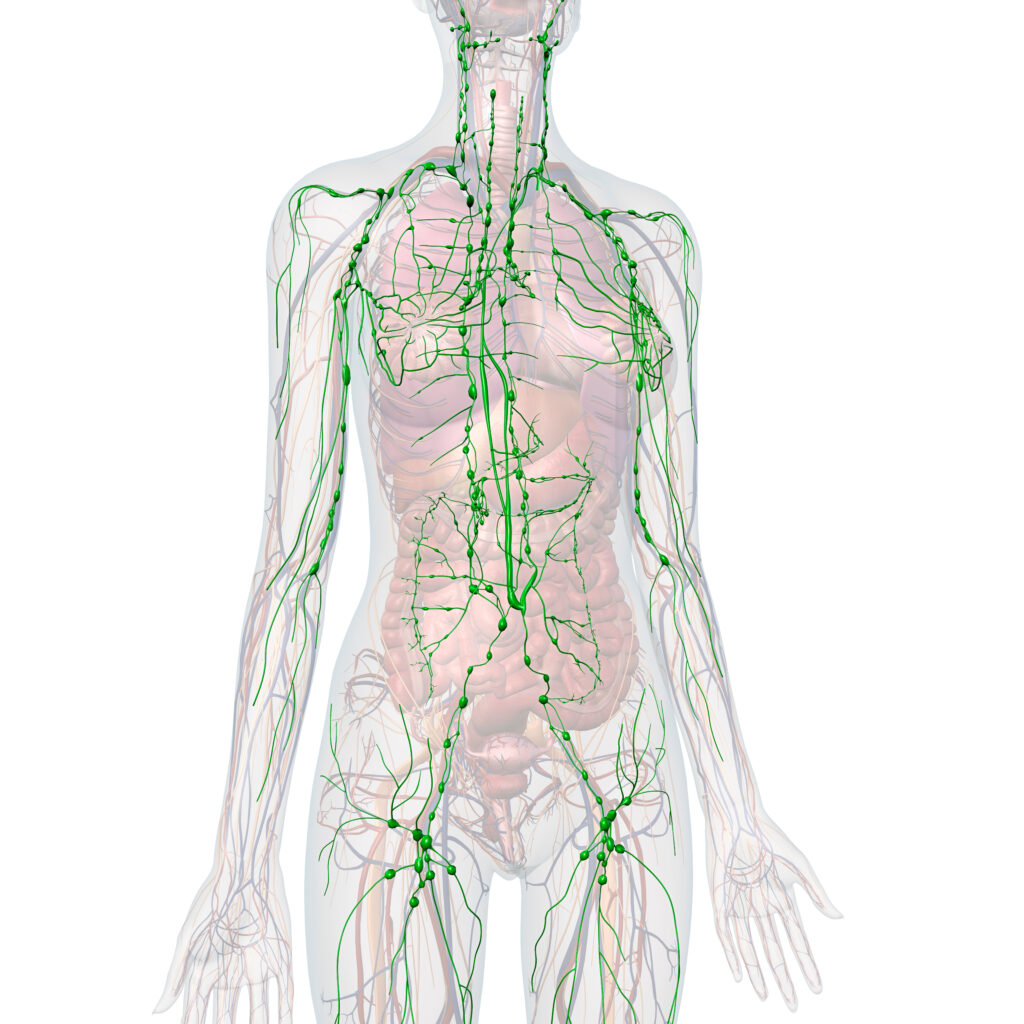 Lymphsystem